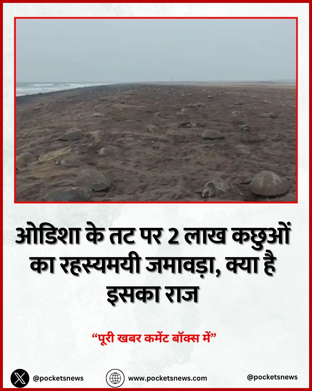 ओडिशा के तट पर 2 लाख कछुओं का रहस्यमयी जमावड़ा, क्या है इसका राज