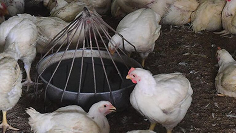  Antimicrobial resistant gene profile found in poultry from Kerala, Telangana: study 