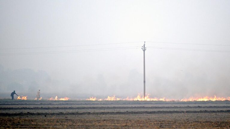 Punjab sees season’s maximum single day spike in farm fires at 1,251