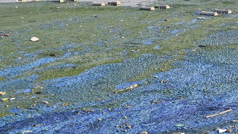 Telangana Pollution Control Board, HYDRAA to join hands for arresting water pollution