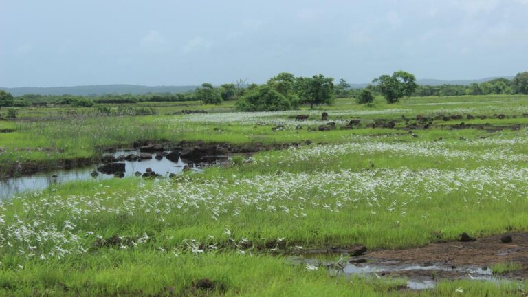 A Konkan secret, the sada needs more light