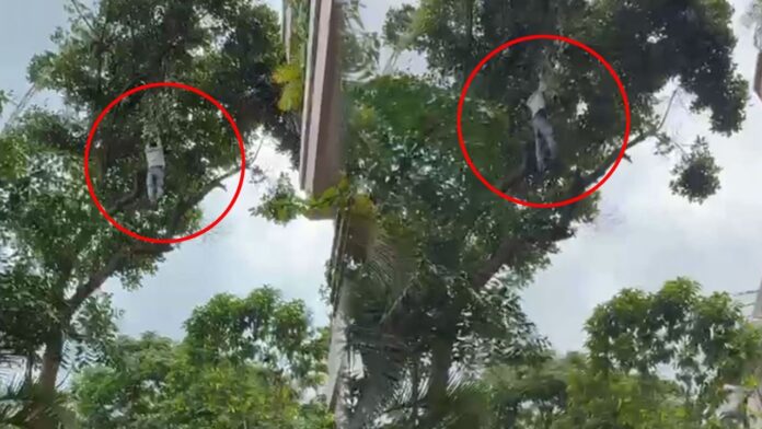 Bangalore News: कटहल की चोरी ने कराई पेड़ की चोटी की सैर! नशे में धुत युवक के 50 फीट ऊंचाई से गिरते ही मचा हड़कंप.
