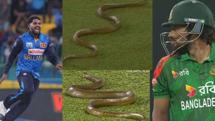 SL vs BAN: मैच के बीच अचानक मैदान पर रेंगता दिखा 7 फुट लंबा सांप! स्टेडियम में मच गया हड़कंप