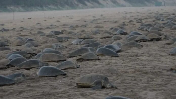 ओडिशा के तट पर 2 लाख कछुओं का रहस्यमयी जमावड़ा, क्या है इसका राज