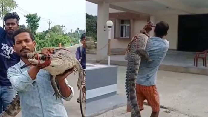 सुपौल में युवक कंधे पर मगरमच्छ लादकर पहुंचा थाने, VIDEO वायरल