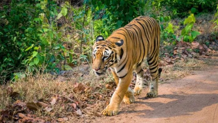 ताशी शेरपा की 5 साल की सजा बरकरार, नर्मदापुरम कोर्ट ने खारिज की अपील